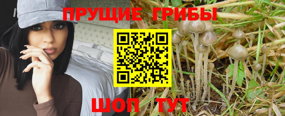 Галлюциногенные грибы Psilocybe  Галлюциногенные грибы MAGIC MUSHROOMS  Вход с VPN  Кострома 